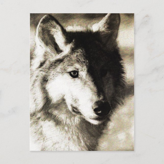 Postal Serie salvaje 19 (Anverso)