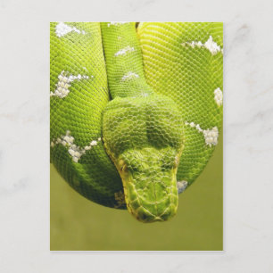 Postal Serpiente