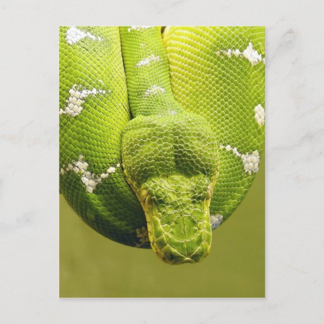 Postal Serpiente (Anverso)