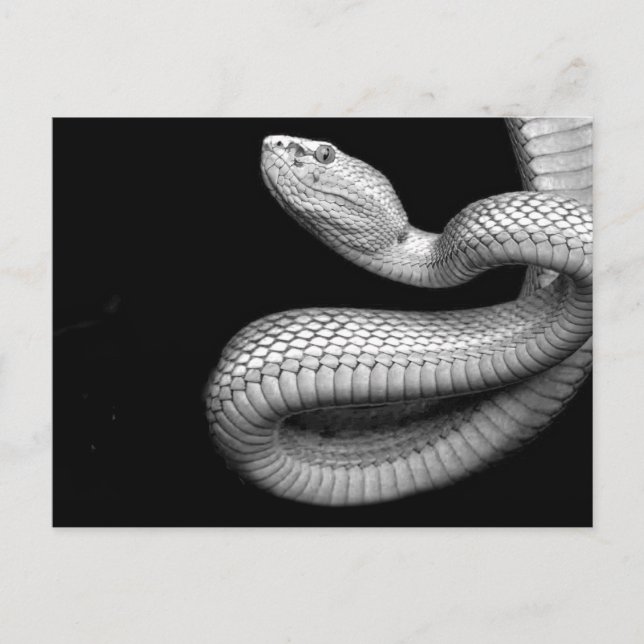 Postal Serpiente (Anverso)