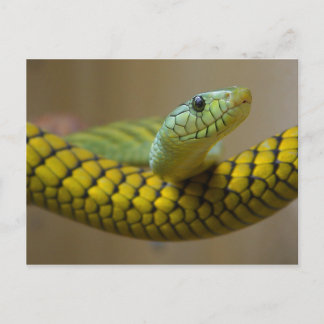 Postal Serpiente Amarilla
