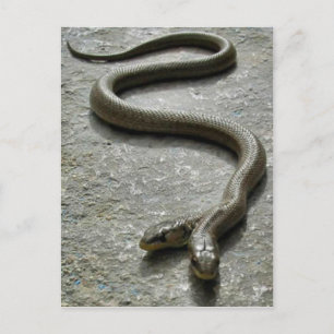 Postal Serpiente con dos cabezas