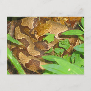 Postal Serpiente Copperhead