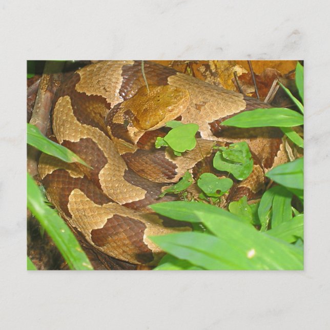 Postal Serpiente Copperhead (Anverso)