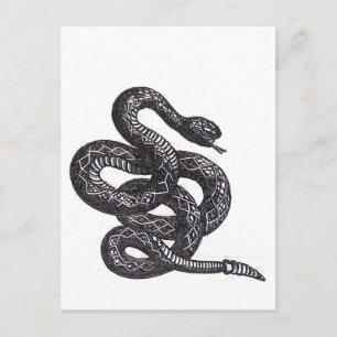 Postal Serpiente Crotalus Cascavella (Víbora de Pozo Vene