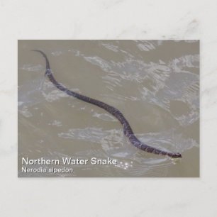 Postal Serpiente de agua del norte