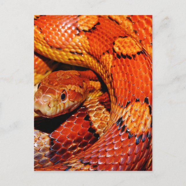 Postal Serpiente de alfombra (Anverso)