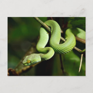 Postal Serpiente de árbol verde enrollado