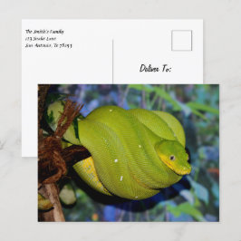 Postal Serpiente de boa de árbol esmeralda