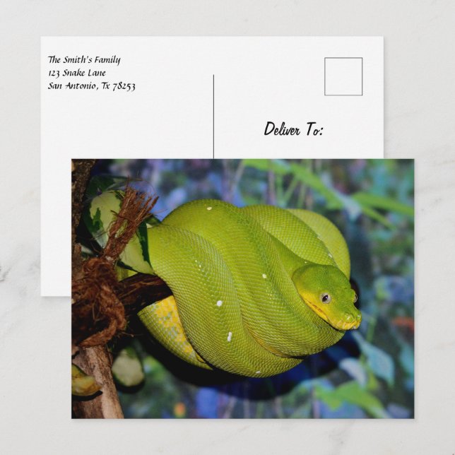 Postal Serpiente de boa de árbol esmeralda (Anverso / Reverso)