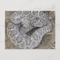Serpiente de cascabel