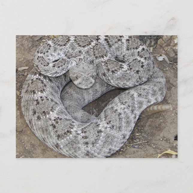 Postal Serpiente de cascabel (Anverso)