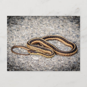 Postal Serpiente de Cinta Oriental (Serpiente Garter)