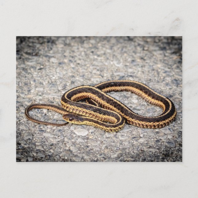 Postal Serpiente de Cinta Oriental (Serpiente Garter) (Anverso)
