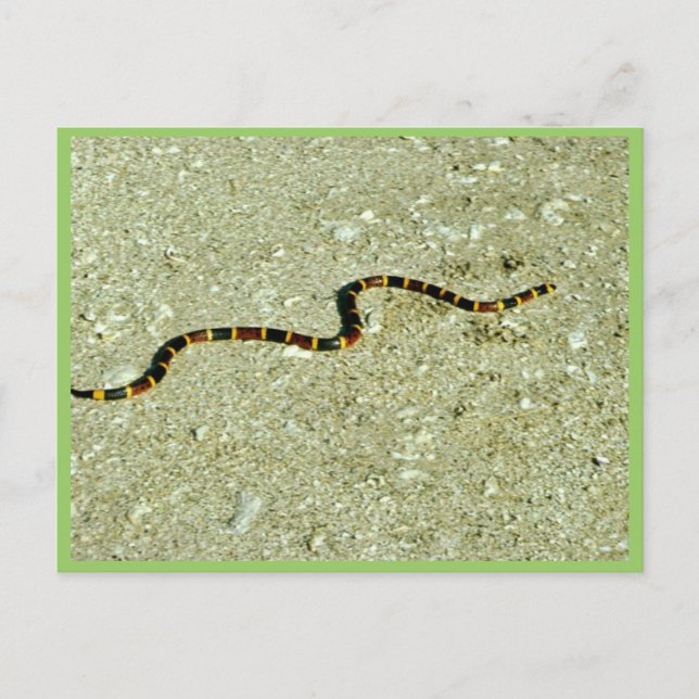Postal Serpiente de Coral (Anverso)