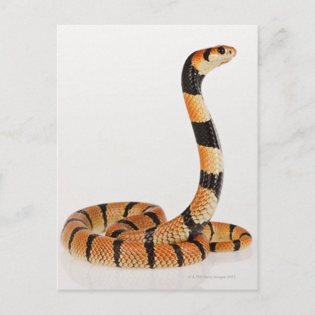 Postal Serpiente de coral de África (Aspidelaps lubricus) (Anverso)