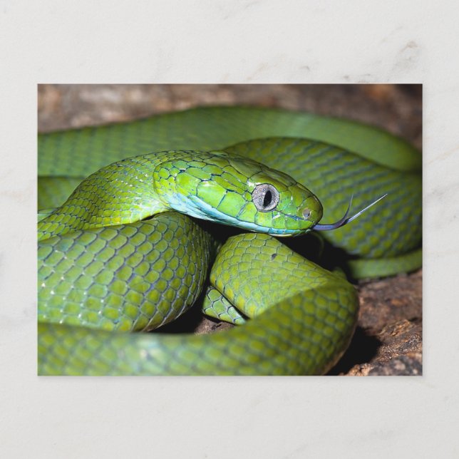 Postal Serpiente de gato verde (Anverso)