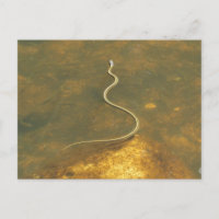 Serpiente de guirnaldas de pesca