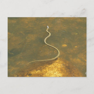 Postal Serpiente de guirnaldas de pesca