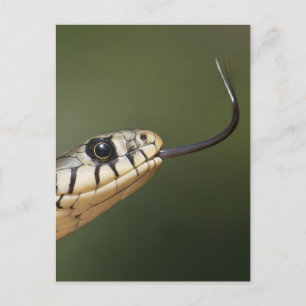 Postal Serpiente de hierba