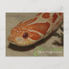 Postal Serpiente de maíz
