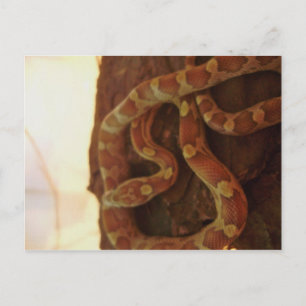 Postal Serpiente de maíz