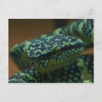 Serpiente de ojos verdes
