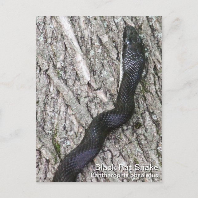 Postal Serpiente de Rata Negra (Anverso)