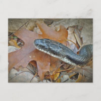 Serpiente de Rata Negra - obsoleta de Elaphe