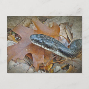 Postal Serpiente de Rata Negra - obsoleta de Elaphe