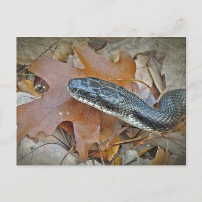 Postal Serpiente de Rata Negra - obsoleta de Elaphe (Anverso)