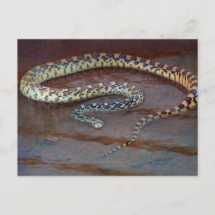 Postal Serpiente de toro