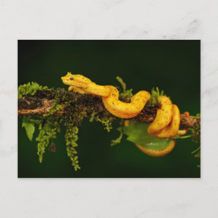 Postal Serpiente de veneno de Costa Rica