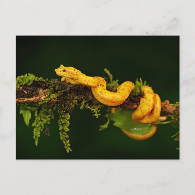 Postal Serpiente de veneno de Costa Rica (Anverso)