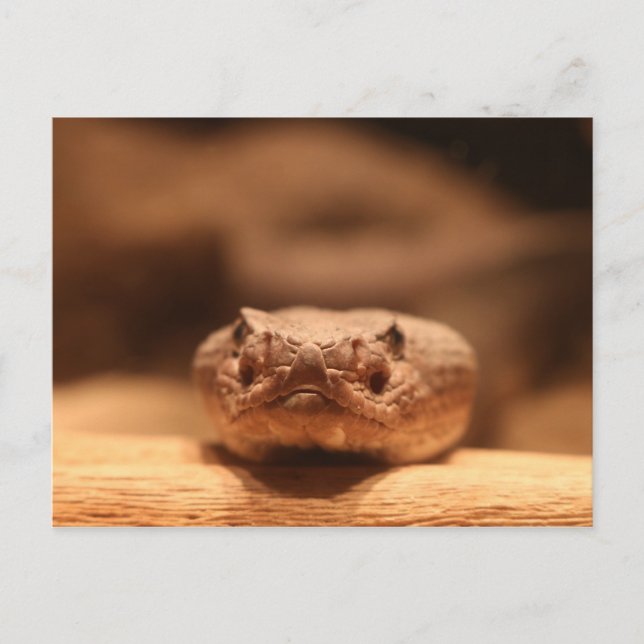 Postal Serpiente del desierto (Anverso)