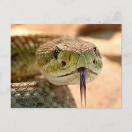 Postal Serpiente del traqueteo