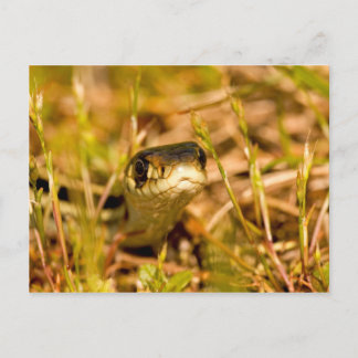 Postal Serpiente en la hierba