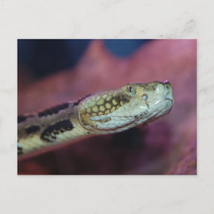 Postal Serpiente espeluznante