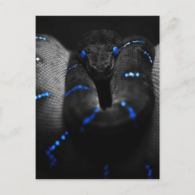 Postal serpiente negra (Anverso)
