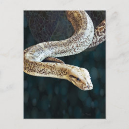 Postal Serpiente Python