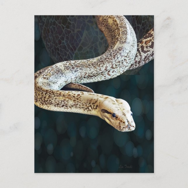 Postal Serpiente Python (Anverso)