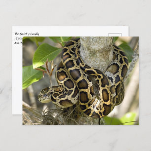 Postal Serpiente Python birmana