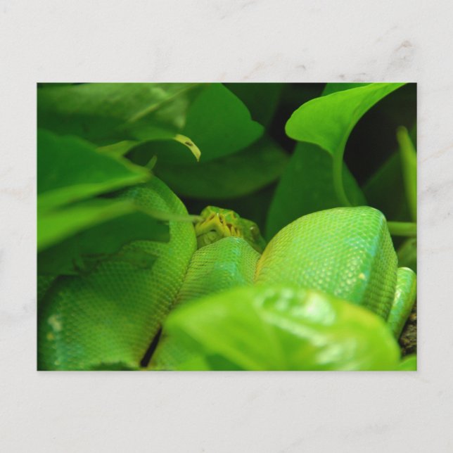 Postal serpiente python de árbol verde (Anverso)
