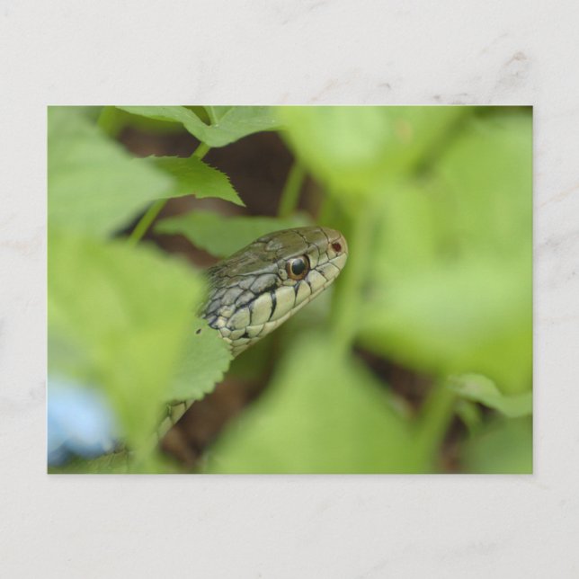 Postal Serpiente que se cuela (Anverso)