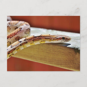 Postal Serpiente resbaladiza de maíz rojo