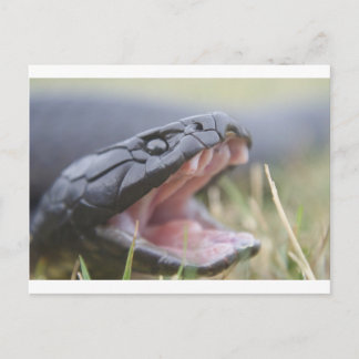Postal Serpiente Tigre