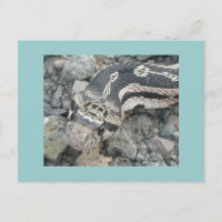 Serpiente toro (Pituophis catenifer sayi)