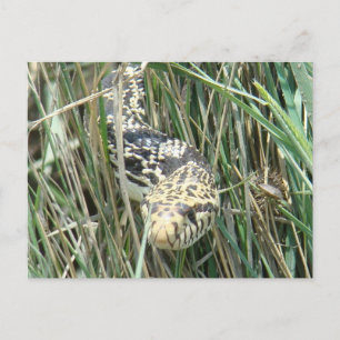 Postal Serpiente toro R4 en hierba