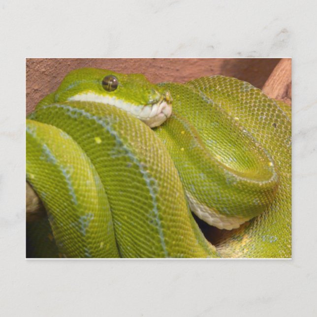 Postal serpiente verde (Anverso)