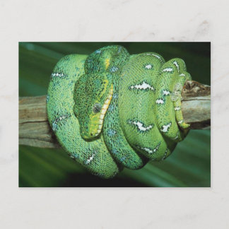 Postal Serpiente verde